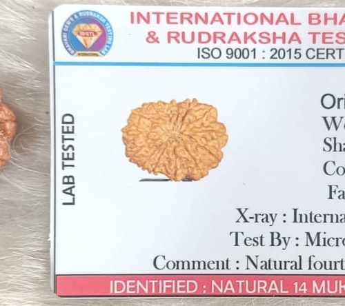 14 Mukhi Rudraksha - Originally From Nepal