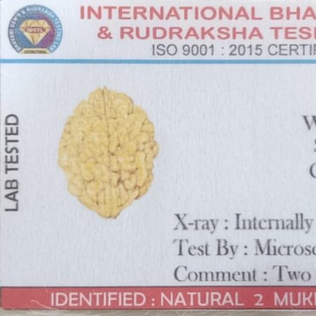2 Mukhi Rudraksha - Originally From Rameshwaram